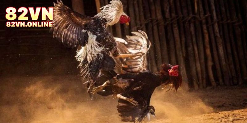 Cách xem đá gà 82VN