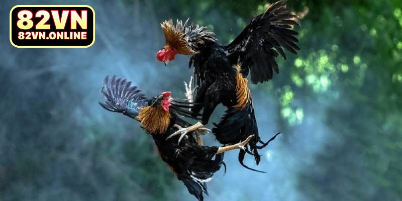 Chia sẻ một vài kinh nghiệm chơi cá cược đá gà