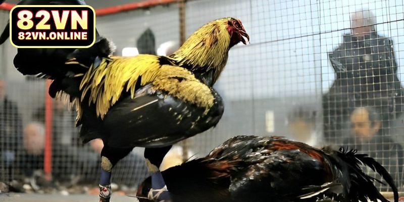 Một số kinh nghiệm chơi đá gà hiệu quả nhất