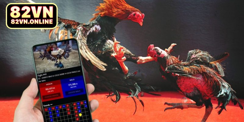 Nghiên cứu về luật chơi đá gà cựa tròn