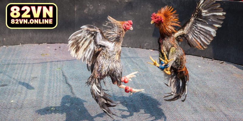 Tìm hiểu về bộ môn đá gà cựa sắt