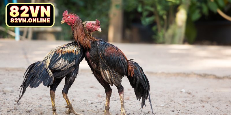 Tìm hiểu về sảnh cược đá gà S128